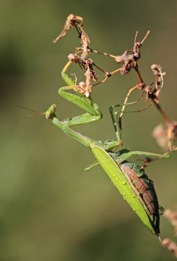 Mantis clipart