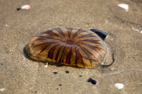 Sahilde denizanası — Stok fotoğraf