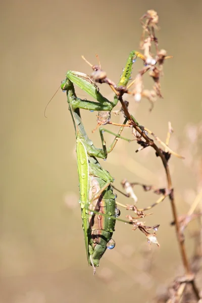 Mantis — Stockfoto