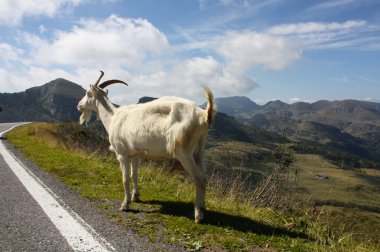 keçi dağ yolu üzerinde