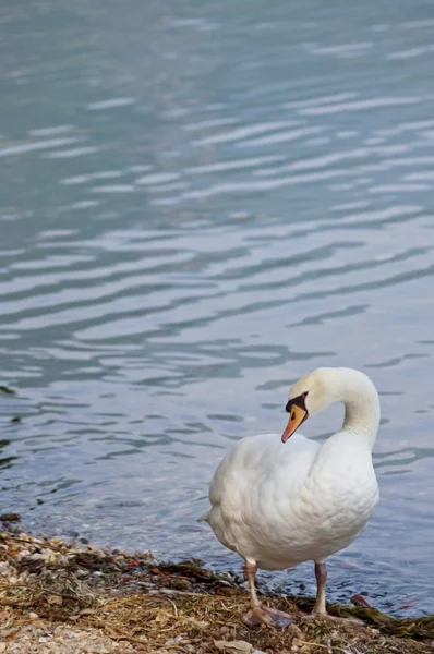 Лебедь — стоковое фото