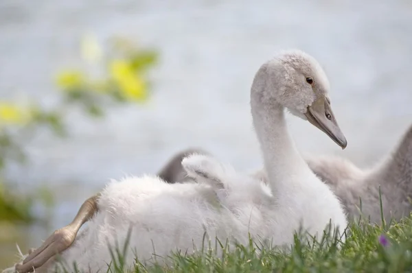Little swan — Stock fotografie