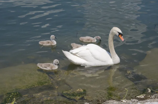 Svanfamilj — Stockfoto