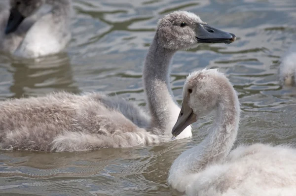 Little swans — Stock Photo, Image