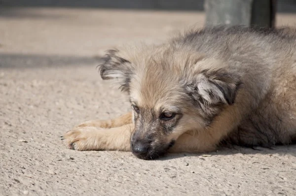 Filhote de cachorro na libra — Fotografia de Stock