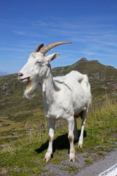 Koza na górskiej drodze — Zdjęcie stockowe