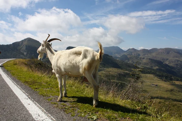 Goat on mountain road — Stock Photo, Image