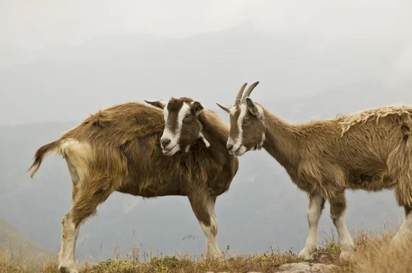 Goats in mountain — Stock Photo, Image