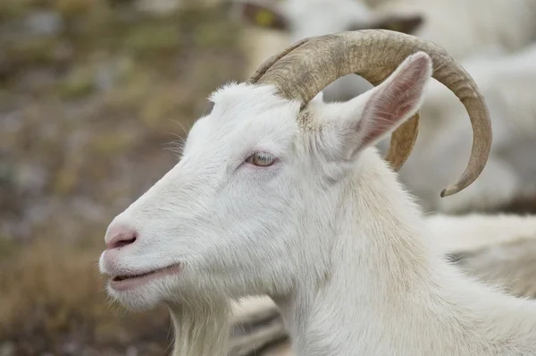 Goat in mountain — Stock Photo, Image