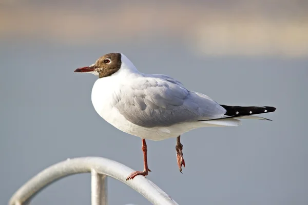 Seagull op een meer — Stockfoto