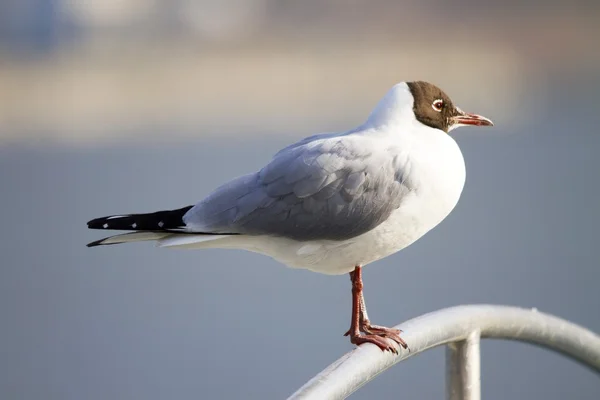 Seagull at a lake — Stock Photo, Image