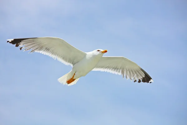 Seagull in flight — Stock Photo, Image
