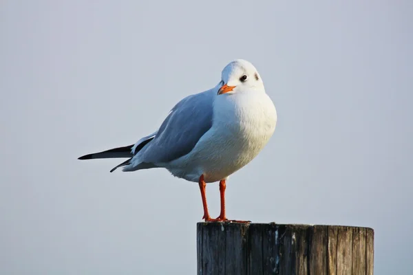 Portrait of gull — Stock Photo, Image
