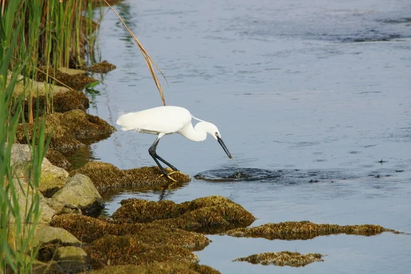 Egret branco — Fotografia de Stock