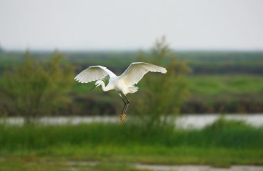 Egret white clipart