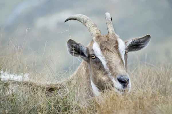 Cabra en la montaña —  Fotos de Stock