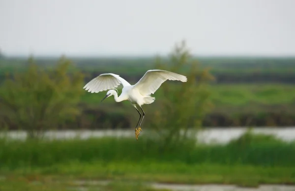 Egret vit — Stockfoto