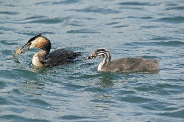 With little grebe — Stock Photo, Image