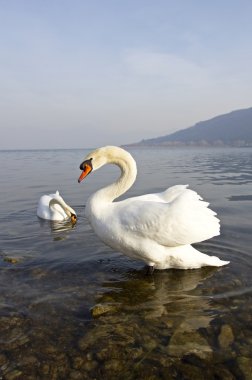 Beautiful swan clipart