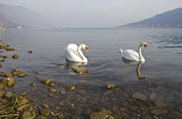 Cisnes apaixonados — Fotografia de Stock