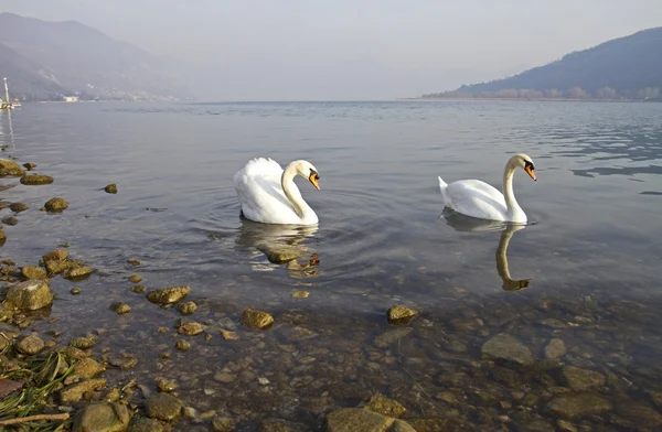 愛の白鳥 — ストック写真