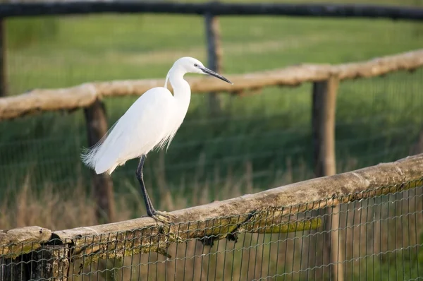 Egret branco — Fotografia de Stock