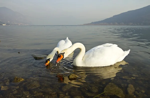 Gölde kuğular — Stok fotoğraf