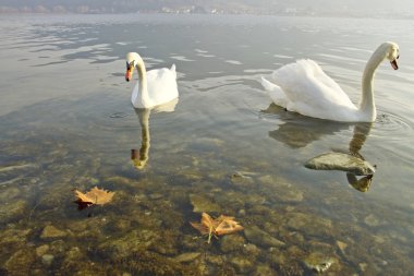 Kuğu aile