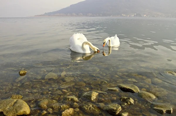 Cisnes en el lago — Foto de Stock