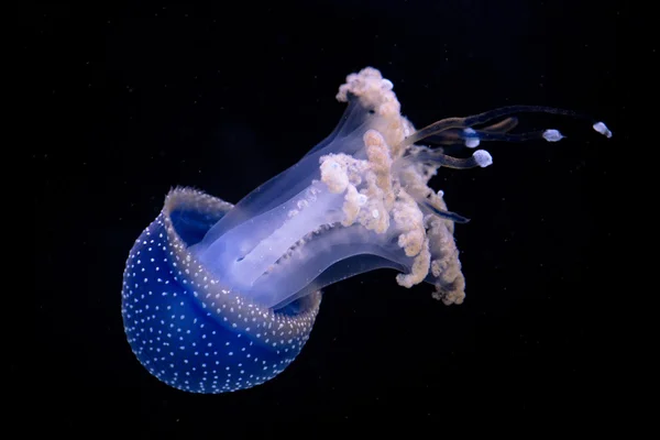 Jellyfish over black background — Stock Photo, Image