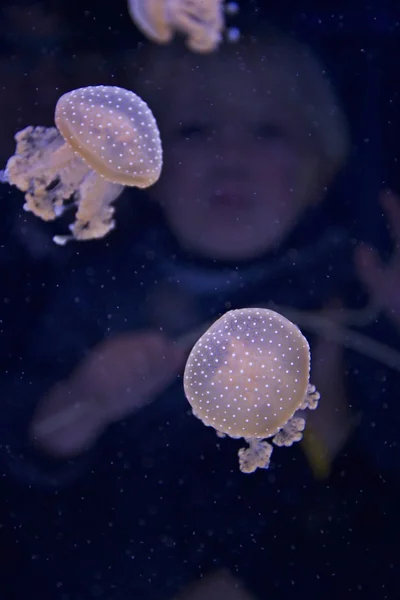 Dětské hodinky medúzy akvárium — Stock fotografie