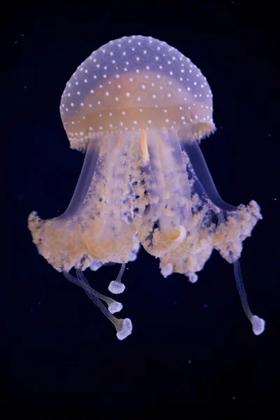 Medúzy na černém pozadí — Stock fotografie