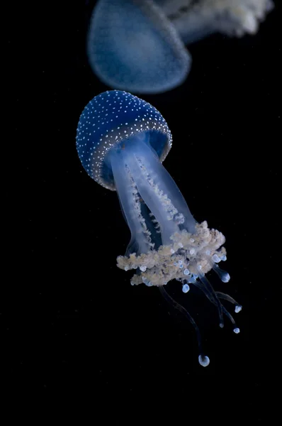 Medúzy na černém pozadí — Stock fotografie