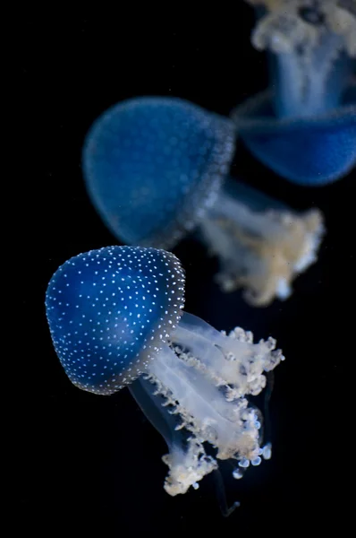 Medúza — Stock fotografie