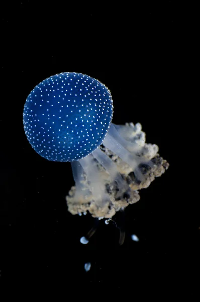 Jellyfish whit black background — Stock Photo, Image