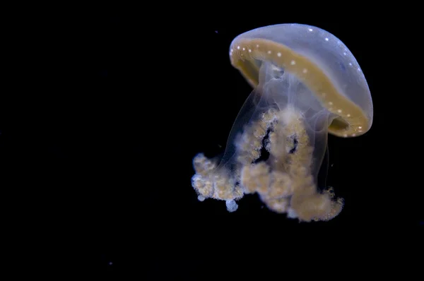 Malé medúzy — Stock fotografie