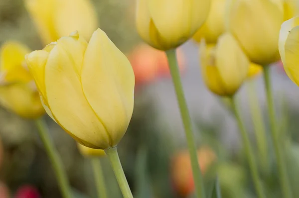 Pole tulipanów — Zdjęcie stockowe