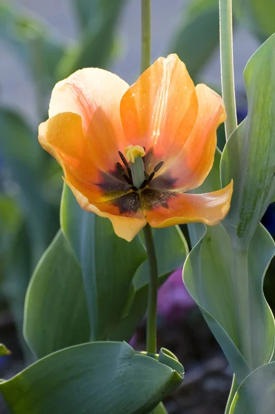 Tulipany wiosną — Zdjęcie stockowe