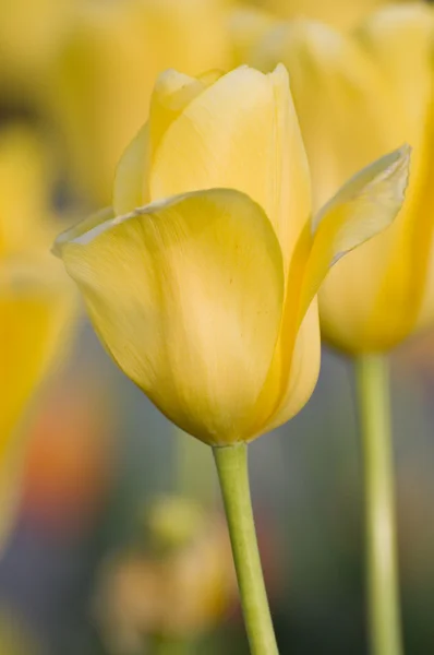 Tulipány na jaře — Stock fotografie