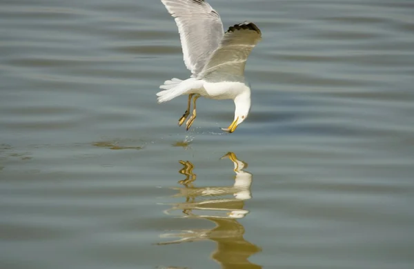 The seagull — Stock Photo, Image