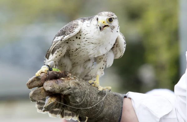 Falco femmina — Foto Stock
