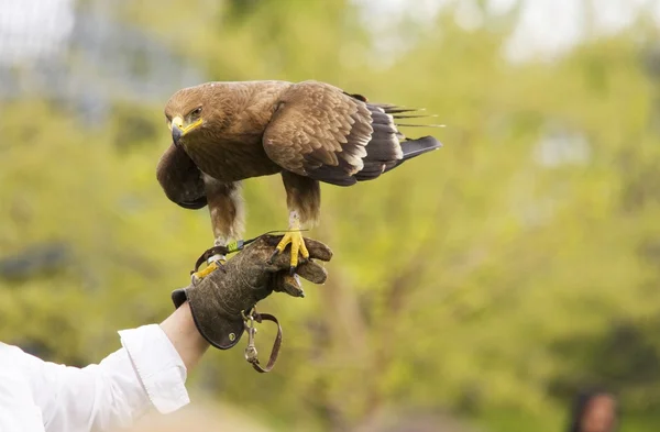 Falconer with Golden eagle — Stock Photo, Image