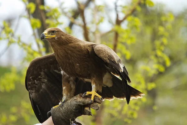Falconer met golden eagle — Stockfoto