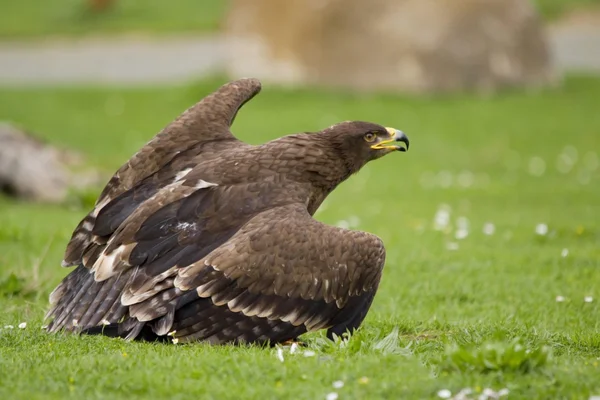 Gouden adelaar — Stockfoto