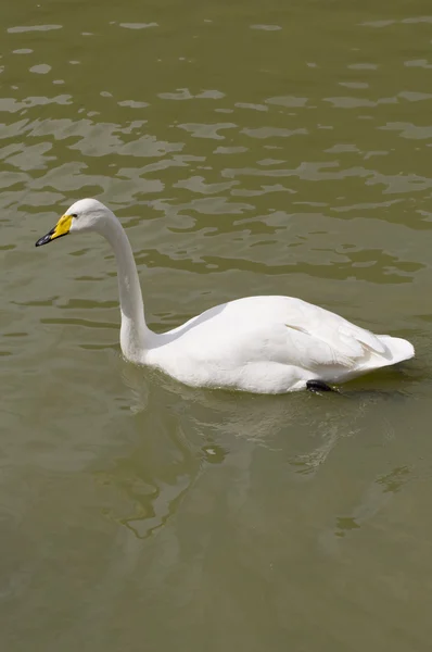 Dzikie łabędzie — Zdjęcie stockowe