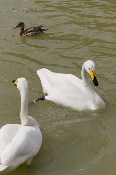 Wild swans — Stock Photo, Image