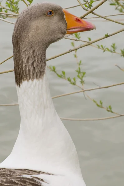 Retrato de um ganso — Fotografia de Stock