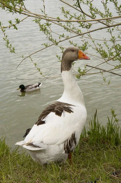 White goose — Stock Photo, Image