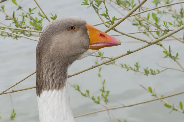 Goose in nature — Stock Photo, Image