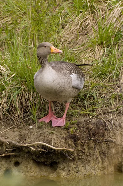 Goose in the nature — Stock Photo, Image